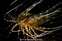 [:b:]Cerianthus[:/b:]. like a dancer by Francesco Pacienza 